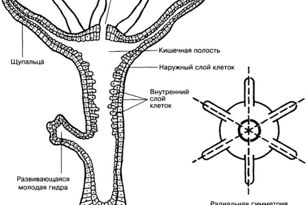 Почему не закрыт сайт кракен